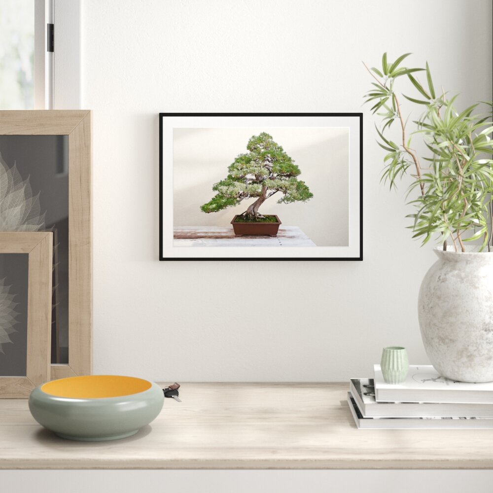 Gerahmter Fotodruck "Bonsai Baum