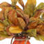 Fall Leaves Arranged in Glass Pumpkin Vase