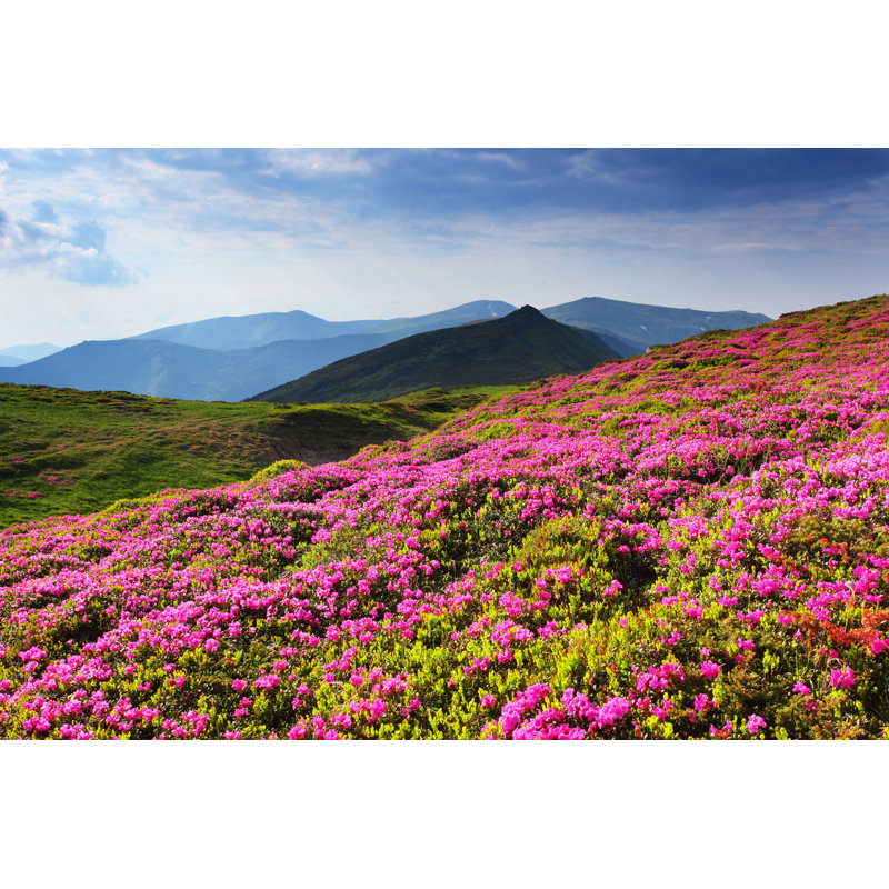 Fleurs par - Photographie sur toile tendue, L 30 po x H 20 po