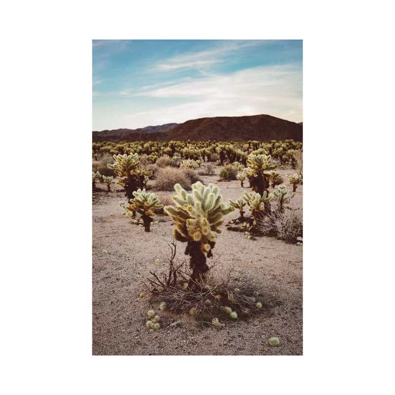 Cholla Cactus Garden III by Bethany Young - Print on Canvas, Wrapped Canvas, 101.6cm H x 66.04cm W x 1.91cm D