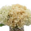 Mixed Hydrangeas In Mercury Glass Vase-1041833547