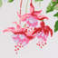 Garden Gate Chintz Fabric-45639421