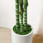 Ruoxi Faux Tree-261240300