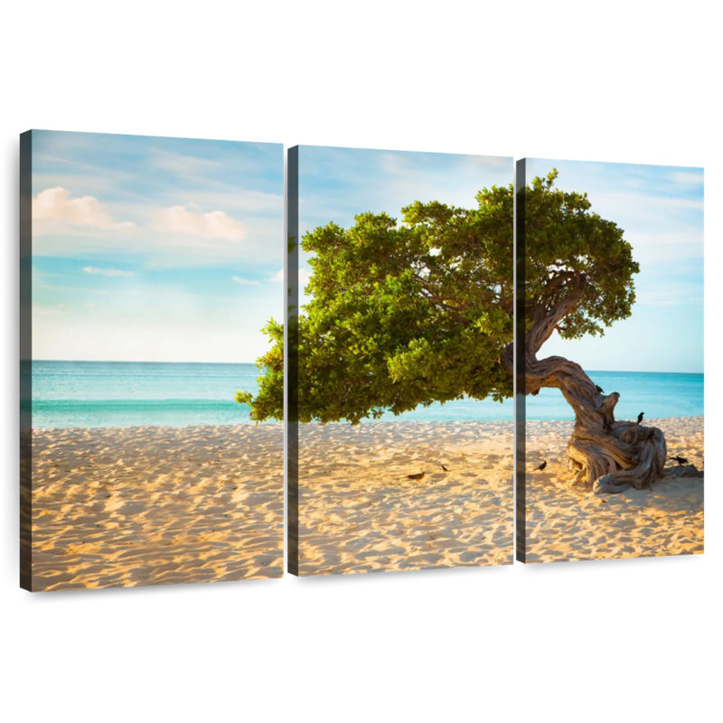 Arbre Gillard Divi-Divi à Aruba, H 28 po x l 45 po