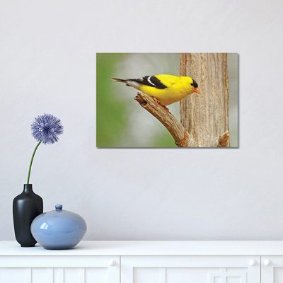 Forest Gold by Brian Wolf - Wrapped Canvas Print