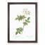 White Collina Rose by Pierre-Joseph Redoute - Picture Frame Art Prints-55612792-55612794