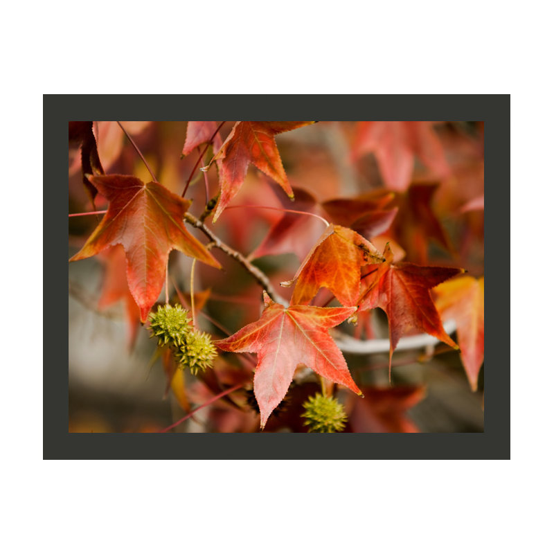 Chestnut 2.70m x 350cm Wallpaper, 300 cm x 231 cm