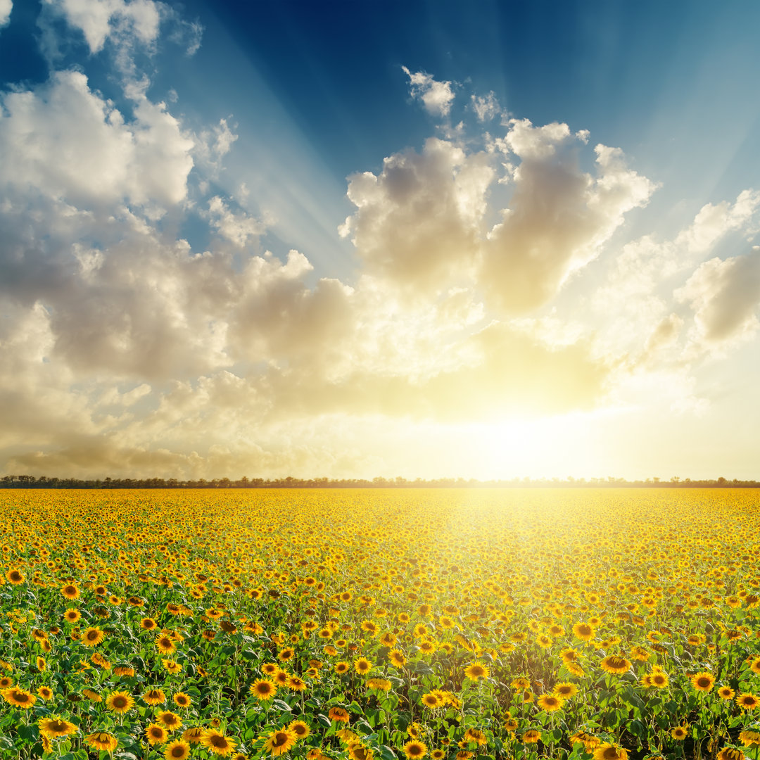 Cloudy Sunset Over Field With Sunflowers by Mycola - Wrapped Canvas Print