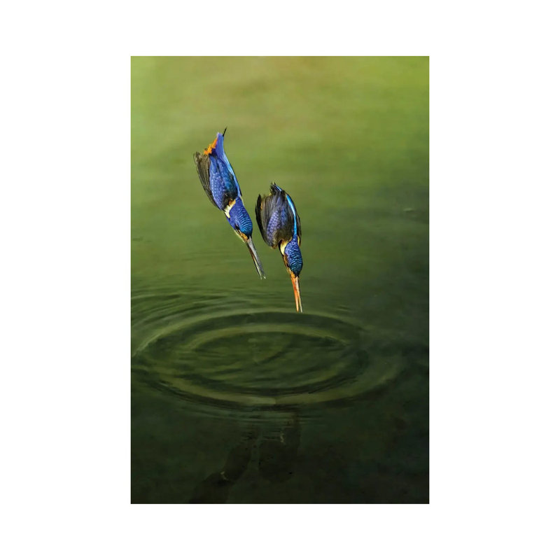 Race For Fish by Handi Nugraha - Wrapped Canvas Print, 45.72cm H x 30.48cm W x 1.905cm D
