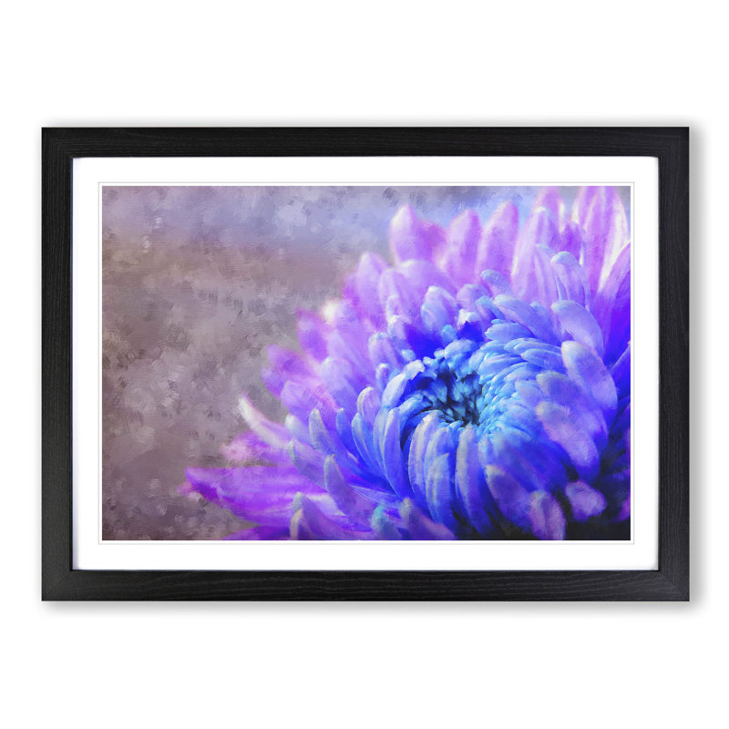 Lilac & Blue Chrysanthemum - Picture Frame Graphic Art Print, 33cm H x 45cm W x 2cm D, Black Framed