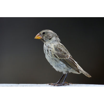 Medium Ground Finch by Patrick_Gijsbers - No Frame Print on Canvas