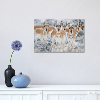 Wyoming, comté de Sublette. Curieux groupe de Pronghorn debout dans une sauge pendant l'hiver par Elizabeth Boehm - Photographie sur toile tendue