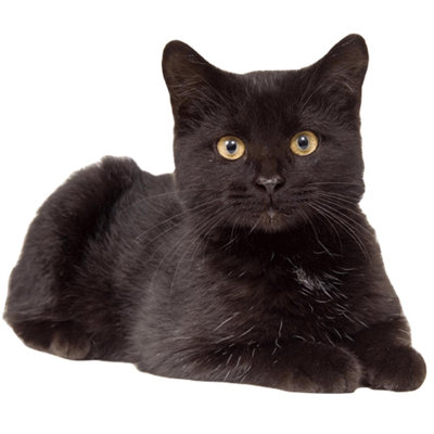 Adhésif décoratif chat IV