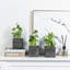 3 - Piece Artificial Evergreen Plant in Wood Pot Set
