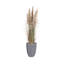 Plante 71,1 po