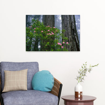 Usa California Redwood Trees And Rhododendron Abstract Contemporary Redwood Forest Nature Art