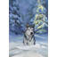 «Husky in the Snow», reproduction d'art sur toile tendue-21594050