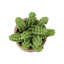 Plante artificielle