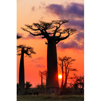 Makeda Baobab Sunset - Wrapped Canvas Print