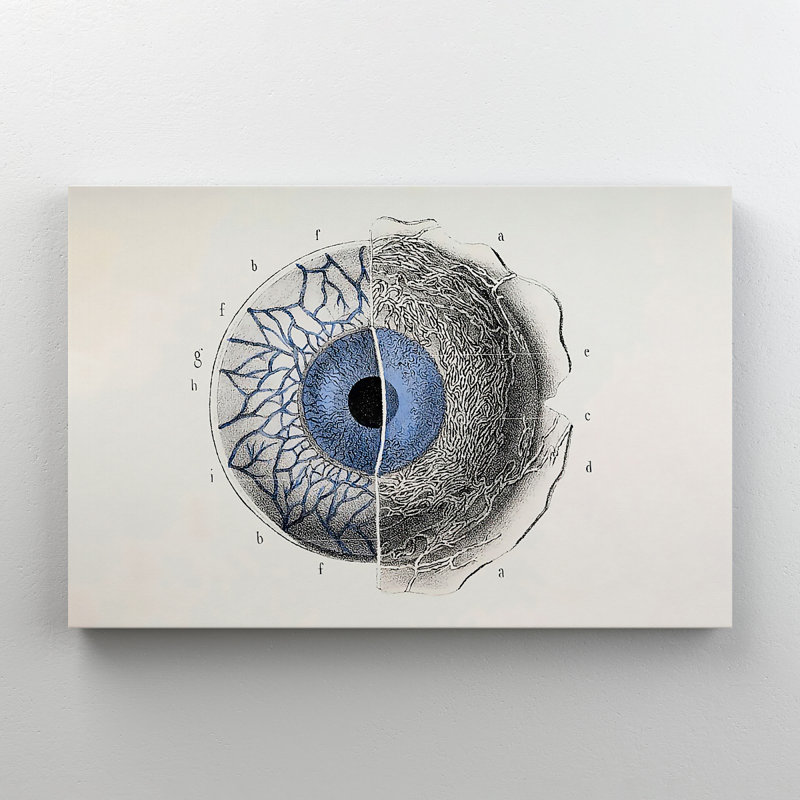 «Eye Anatomy Art», impression sur toile tendue, H 11 po x l 24 po x P 2 po