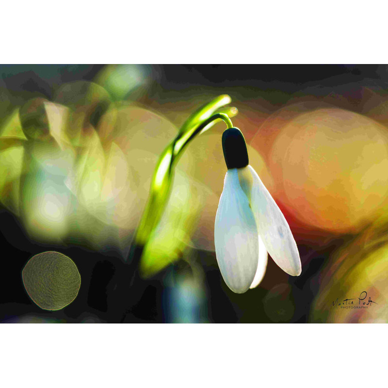 «Snowdrops III» par Martin Podt - Peinture, H 8 po x l 12 po, Non, Toile tendue