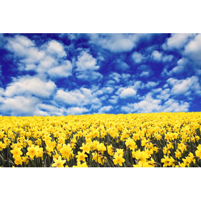 Yellow Daffodils - Wrapped Canvas Print