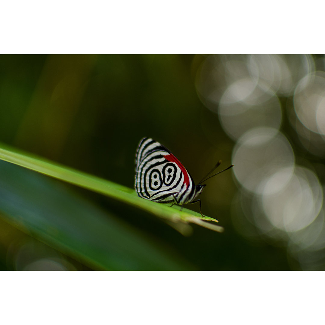 Schmetterling - Fotografie auf Leinwand