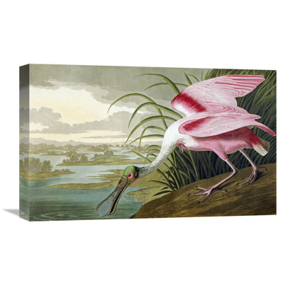 " Roseate Spoonbill "