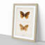 Great Spangled Fritillary Butterfly by S.F. Denton - Picture Frame Painting Print-55575516-55575519