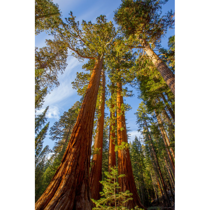 Coburg Giant Sequoia, Mariposa Grove Trees - Wrapped Canvas Print, 30cm H x 20cm W x 3.8cm D