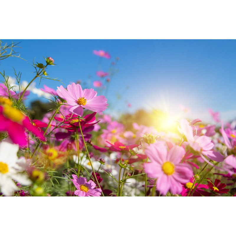 Beautiful Pink And White Cosmos Flowers by Phokin - Wrapped Canvas Print