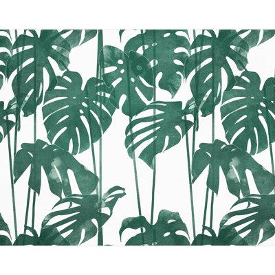 Feuille verte Monstera