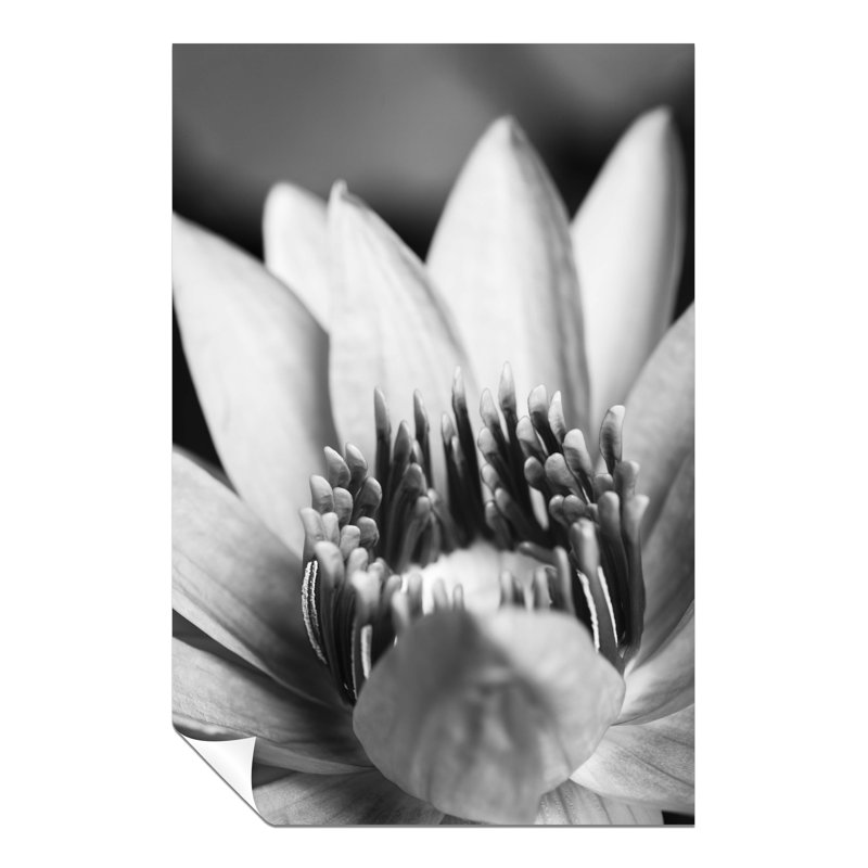 Flower Close Up - No Frame Print, 31cm H x 20cm W x 0.5cm D