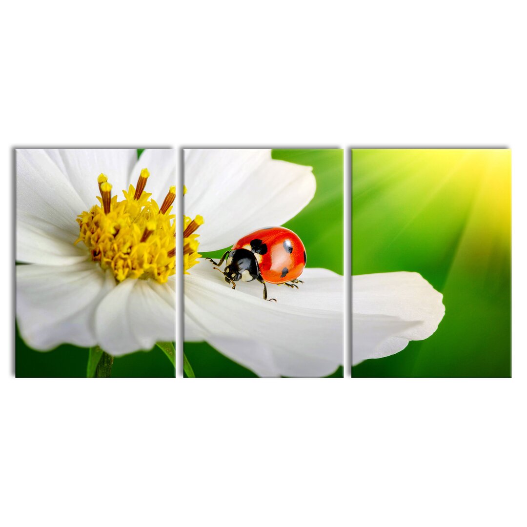 3-tlg. Leinwandbilder-Set Ladybird on a White Flower