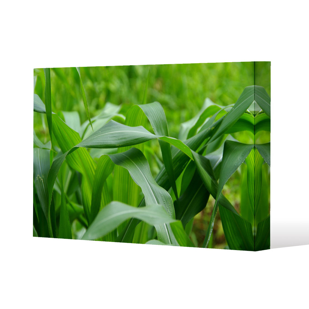 Leaves corn fields as background Slim Style Canvas Print, 15mm Slim Real wood.