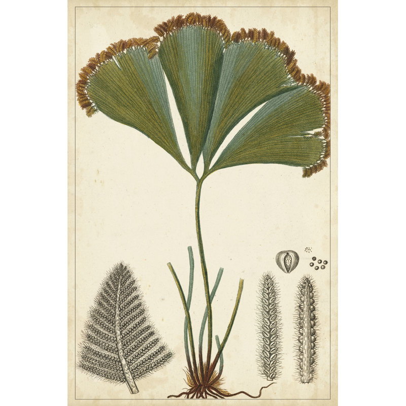 Foliage Botanique I by Turpin - Wrapped Canvas Painting, 46cm H x 30cm W