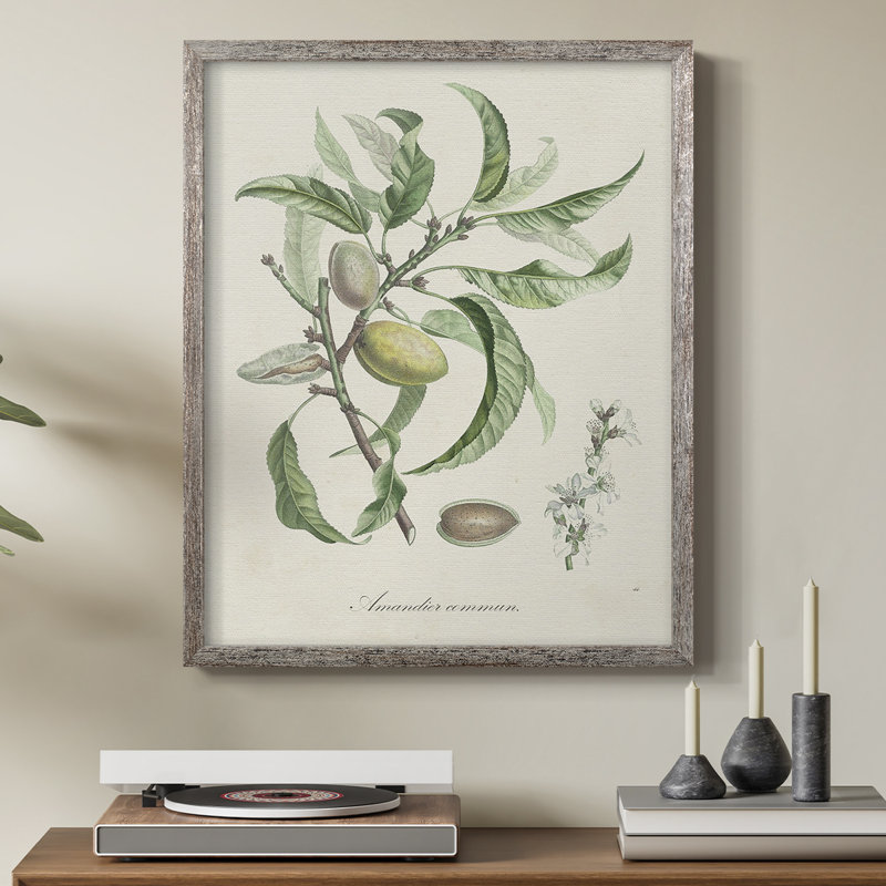 Antique Ammond Botanical IV, reproduction encadrée - bois massif, H 11 po x l 9 po