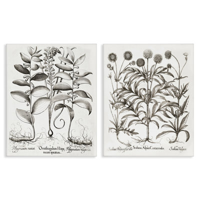 Botanical Root & Plant Studies 2pc Canvas Set, design by Lettered and Lined