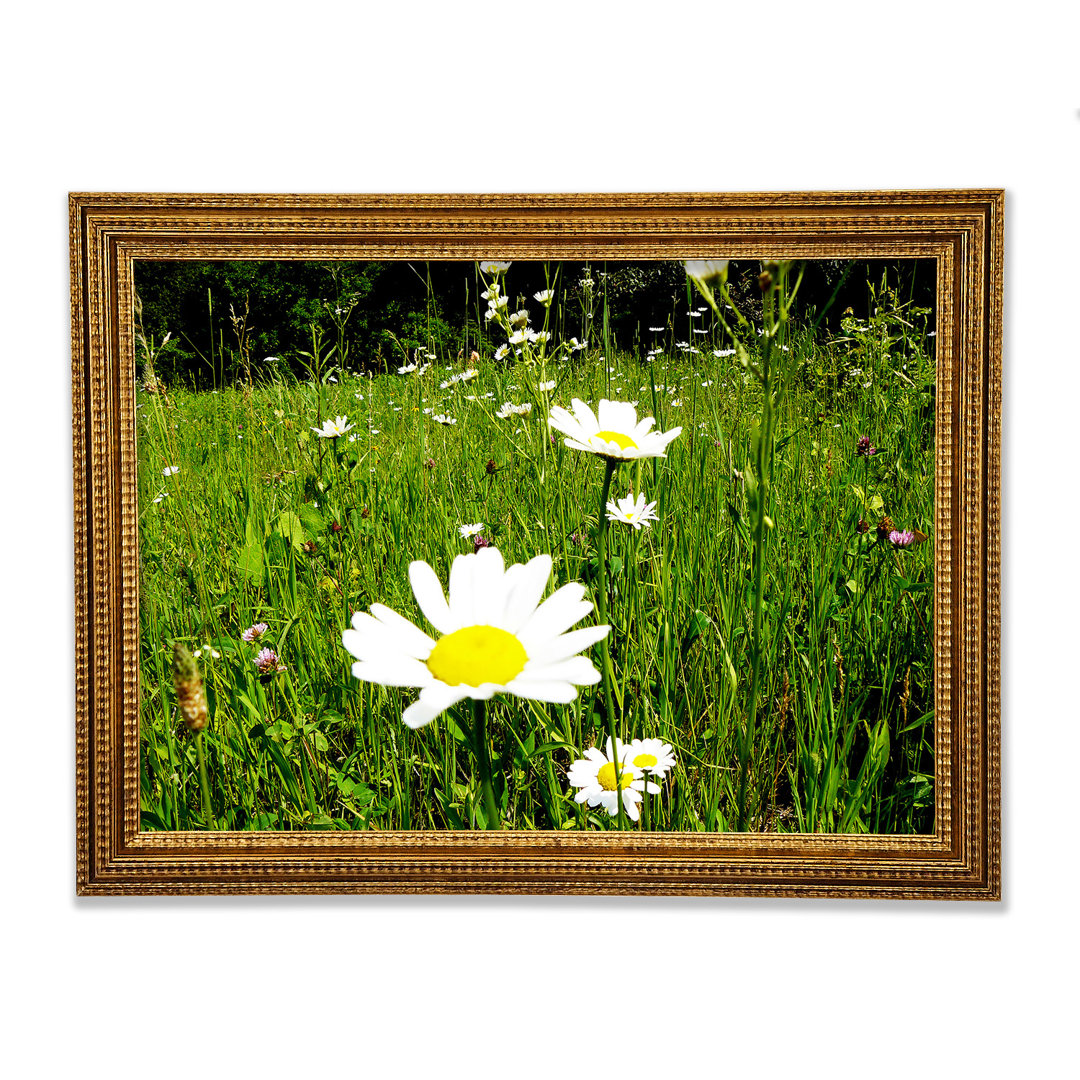 Daisy Field Gerahmter Druck