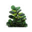 Arbre artificiel 47 po Stacy, 51 feuilles de soie avec pot noir Stacy
