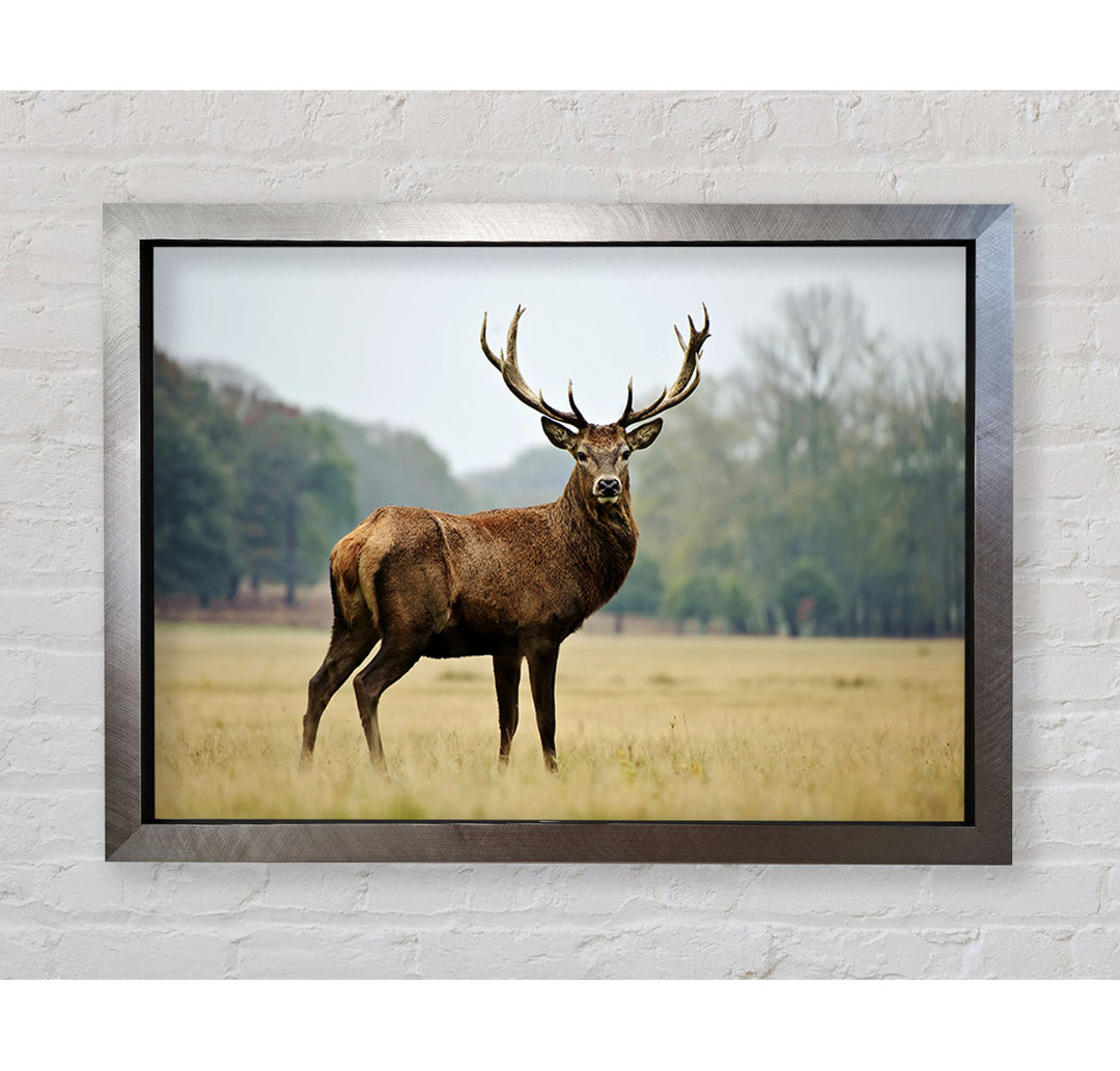 Red Deer Beauty - Einzelner Bilderrahmen Kunstdrucke