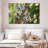 Australian Koala Bears-107922764