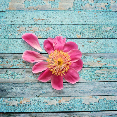 Diana Alcala - Wrapped Canvas Print