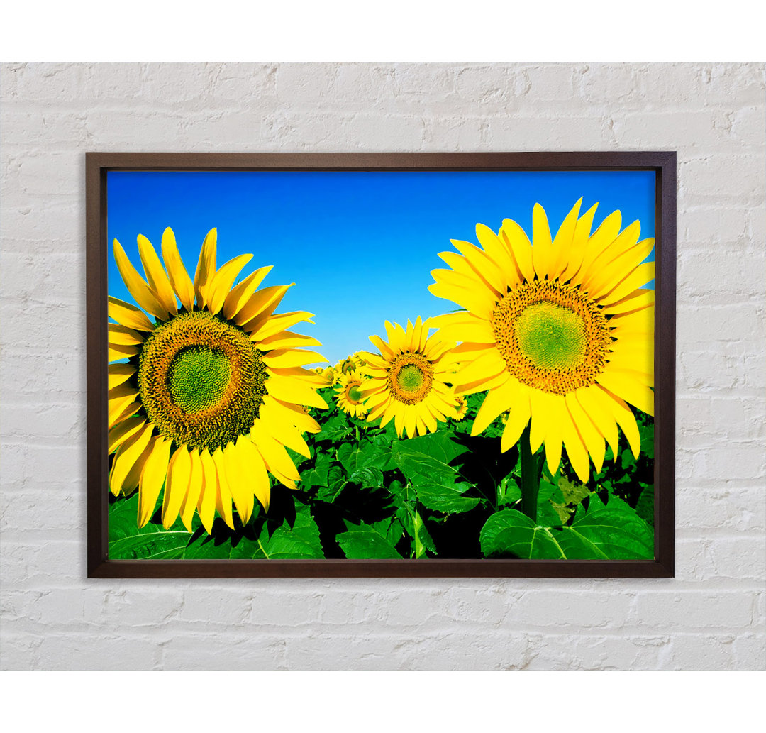 Riesige Sonnenblumenköpfe im wolkenlosen Himmel - Einzelbildrahmen Kunstdrucke auf Leinwand