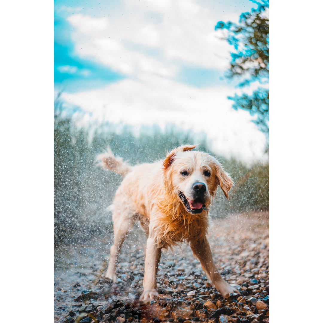 Leinwandbild Golden Retriever Dog Shivering Wet von Jurgisr