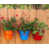 Tangerine / bleu / rouge / brun est en rupture de stock
