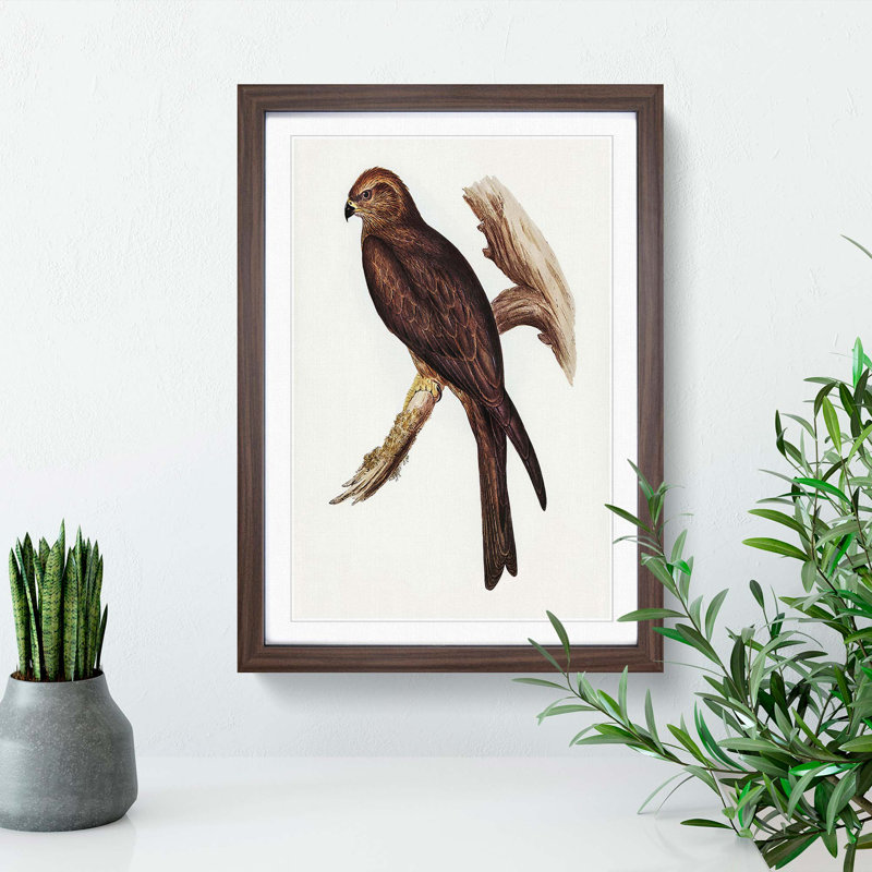 Allied Kite by Elizabeth Gould - Single Picture Frame Painting, Walnut Framed, 45cm H x 33cm W x 2cm D