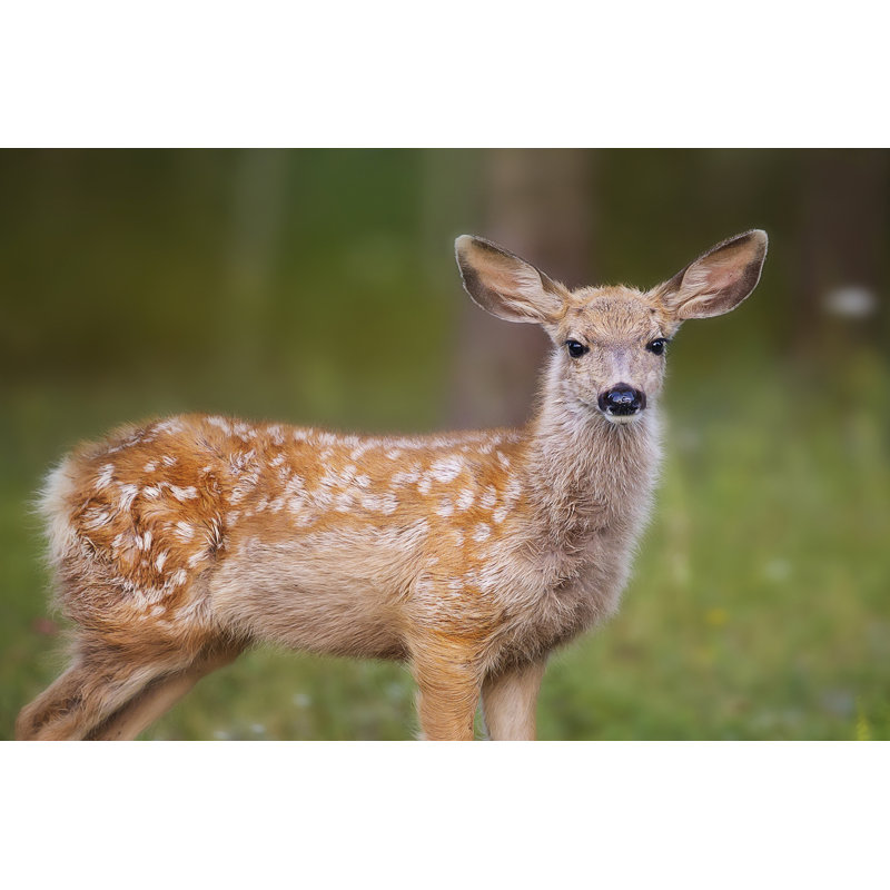 Deer Watch III by Ozana Sturgeon - Wrapped Canvas Print, 30cm H x 46cm W x 3.8cm D
