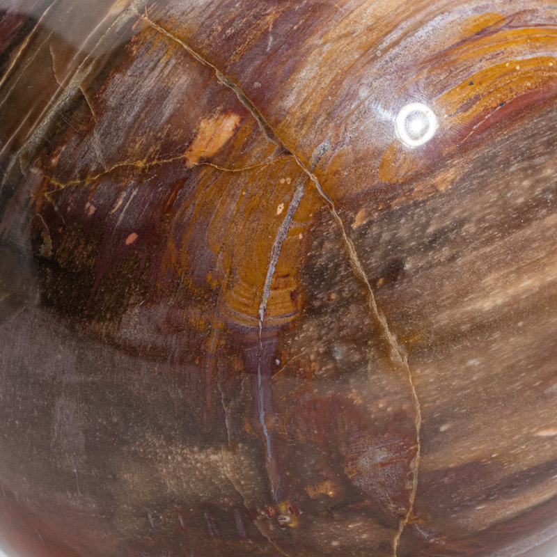Grande sphère en bois véritable pétrifié poli de Madagascar (6,75 po, 15,4 lb)