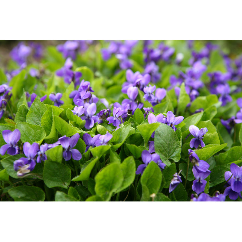 Violets - Wrapped Canvas Print, 30cm H x 46cm W